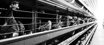 Rows of laying hens confined in cages