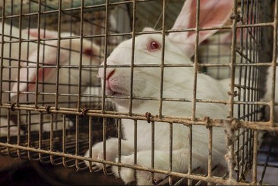 Rabbit laying inside a cage of an Italian rabbit farm