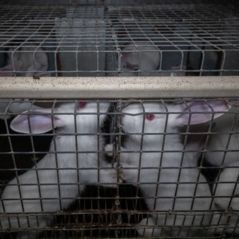 3. Undercover in Europe